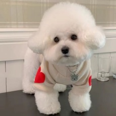 批发春秋季狗狗爱心保暖卫衣宠物衣服泰迪比熊博美小型犬猫猫咪打底衫