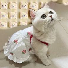 批发<b class='q'>韩版</b>宠物可爱猫咪狗狗衣服春夏秋小熊清新风格吊带裙泰迪比熊薄款
